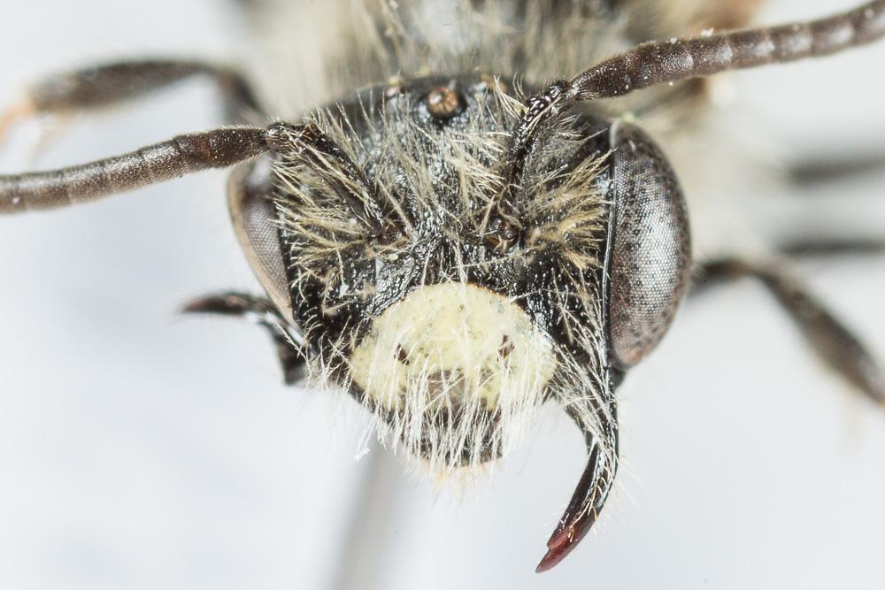  Andrena chrysosceles (Kirby, 1802)