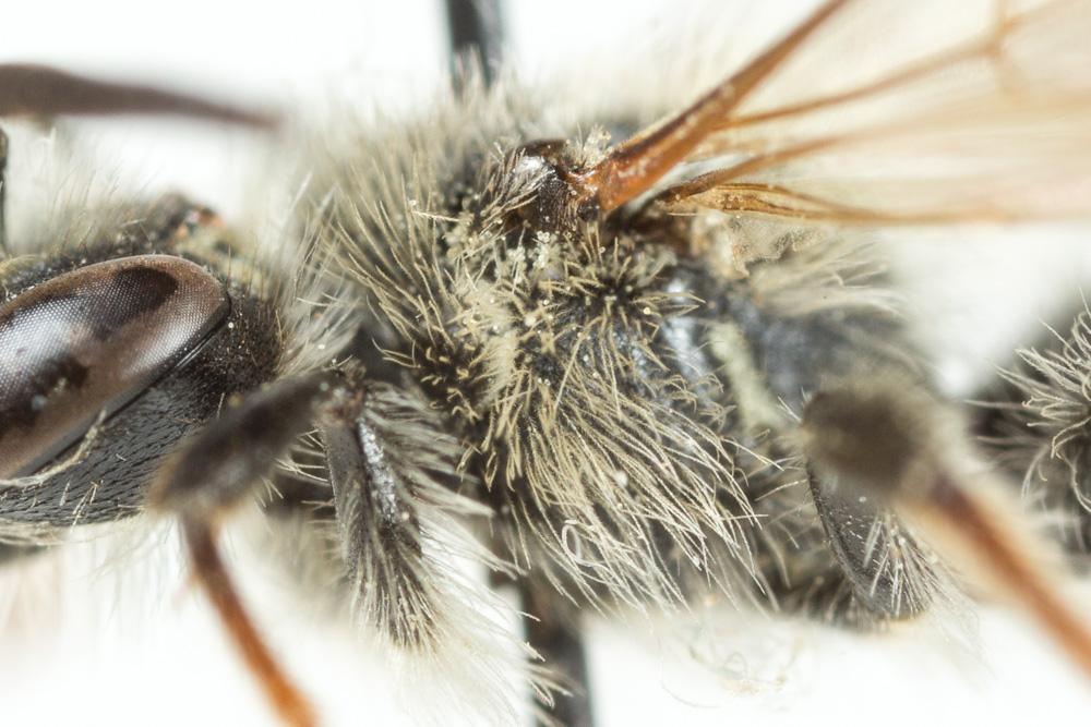 Le  Andrena dorsata (Kirby, 1802)