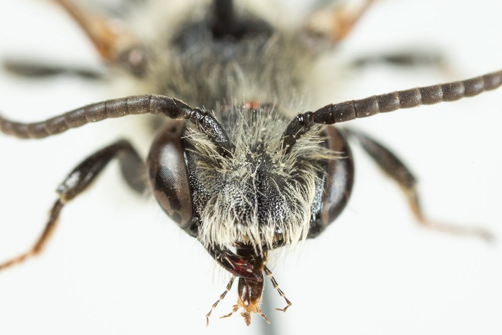 Le  Andrena dorsata (Kirby, 1802)