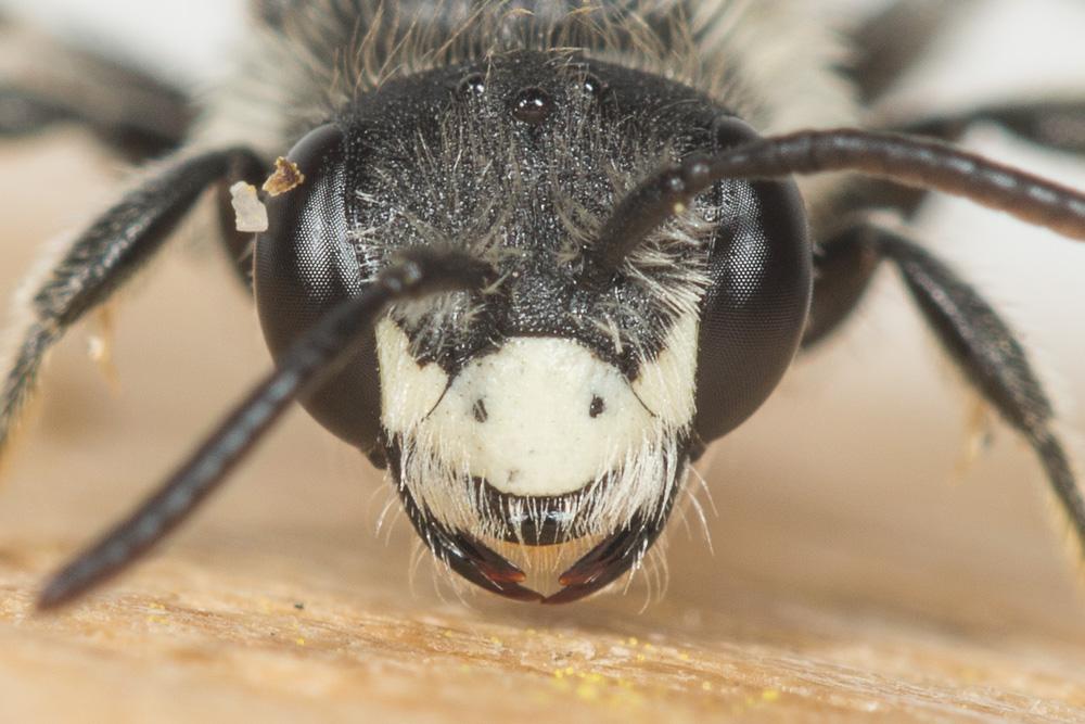 Le  Andrena labiata Fabricius, 1781