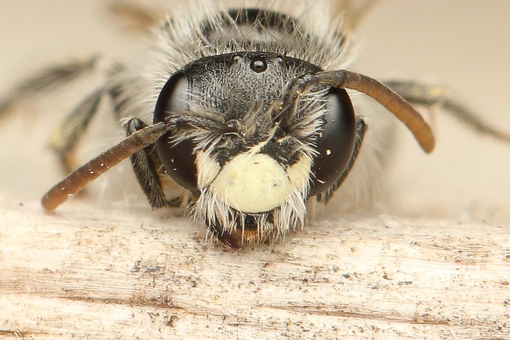 Le  Andrena potentillae Panzer, 1809