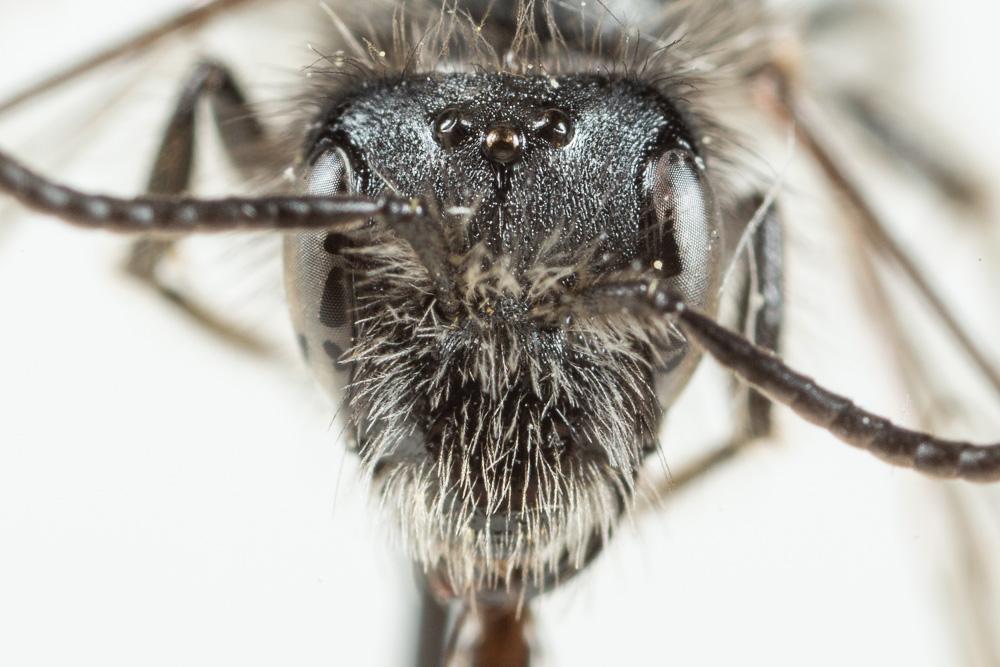  Andrena solenopalpa Benoist, 1945