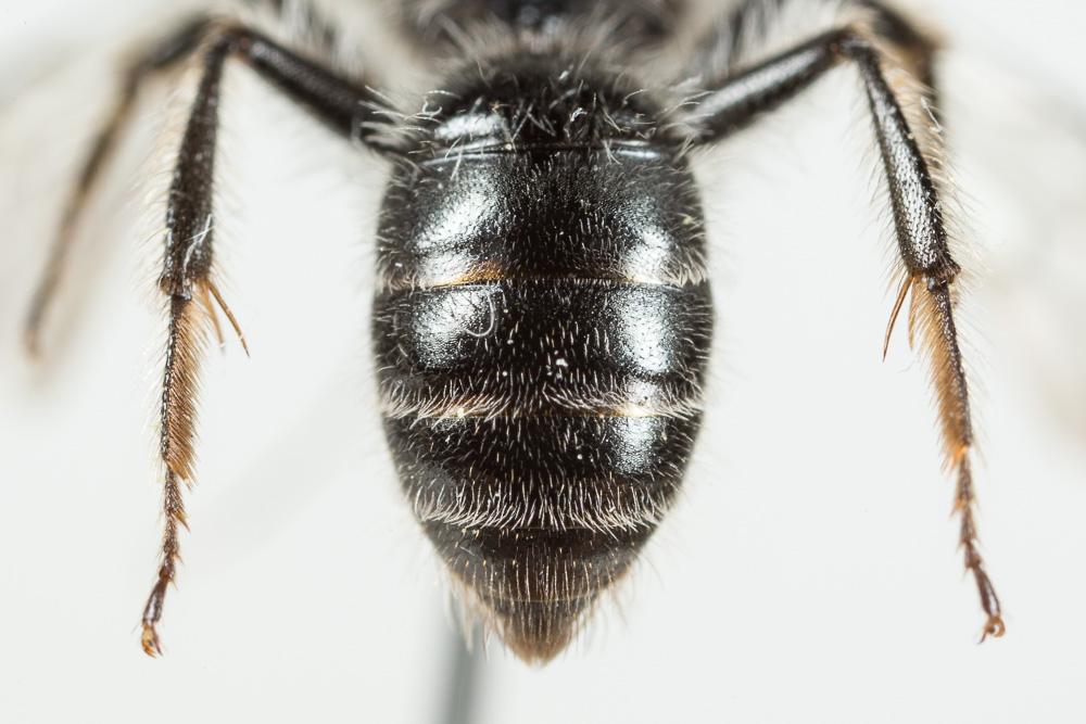  Andrena solenopalpa Benoist, 1945