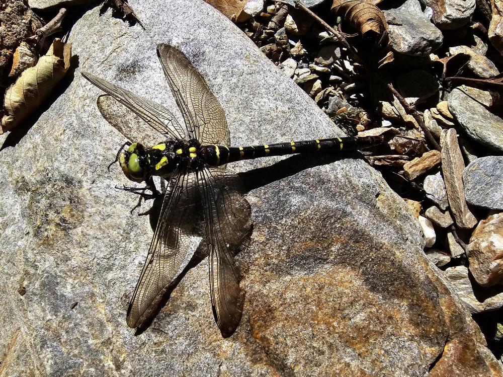 Cordulégastre bidenté (Le) Cordulegaster bidentata Selys, 1843