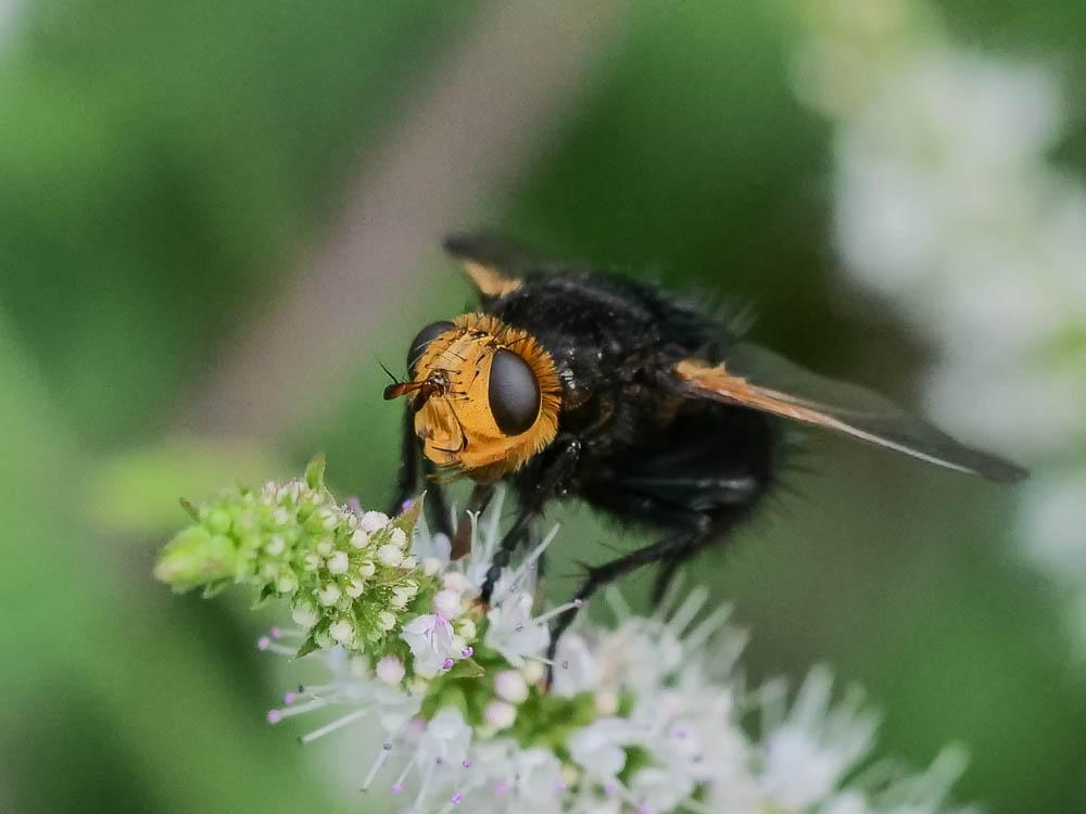  Tachina grossa (Linnaeus, 1758)