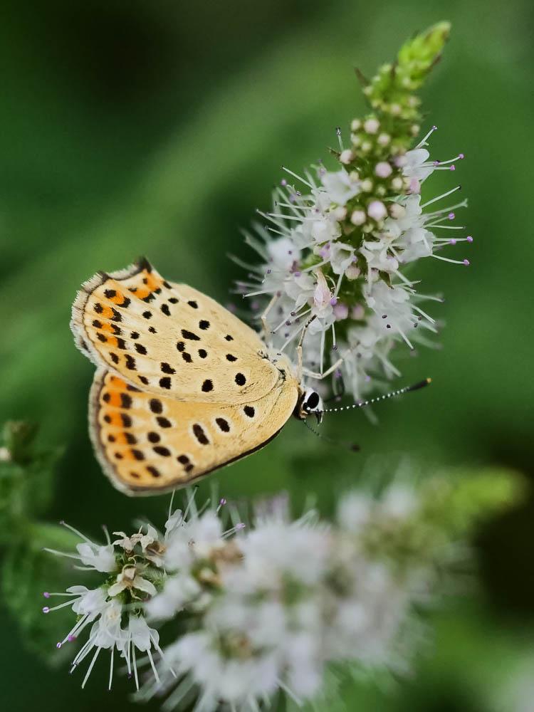 Cuivré fuligineux (Le), Argus myope (L'), Polyomma Lycaena tityrus (Poda, 1761)