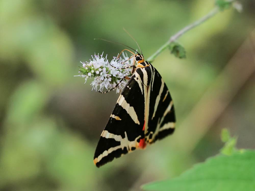 Écaille chinée (L') Euplagia quadripunctaria (Poda, 1761)