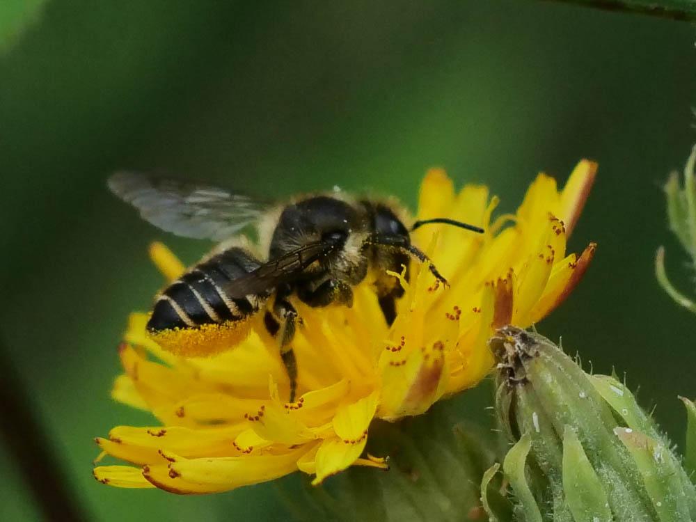 Mégachile du rosier, Abeille découpeuse Megachile centuncularis (Linnaeus, 1758)