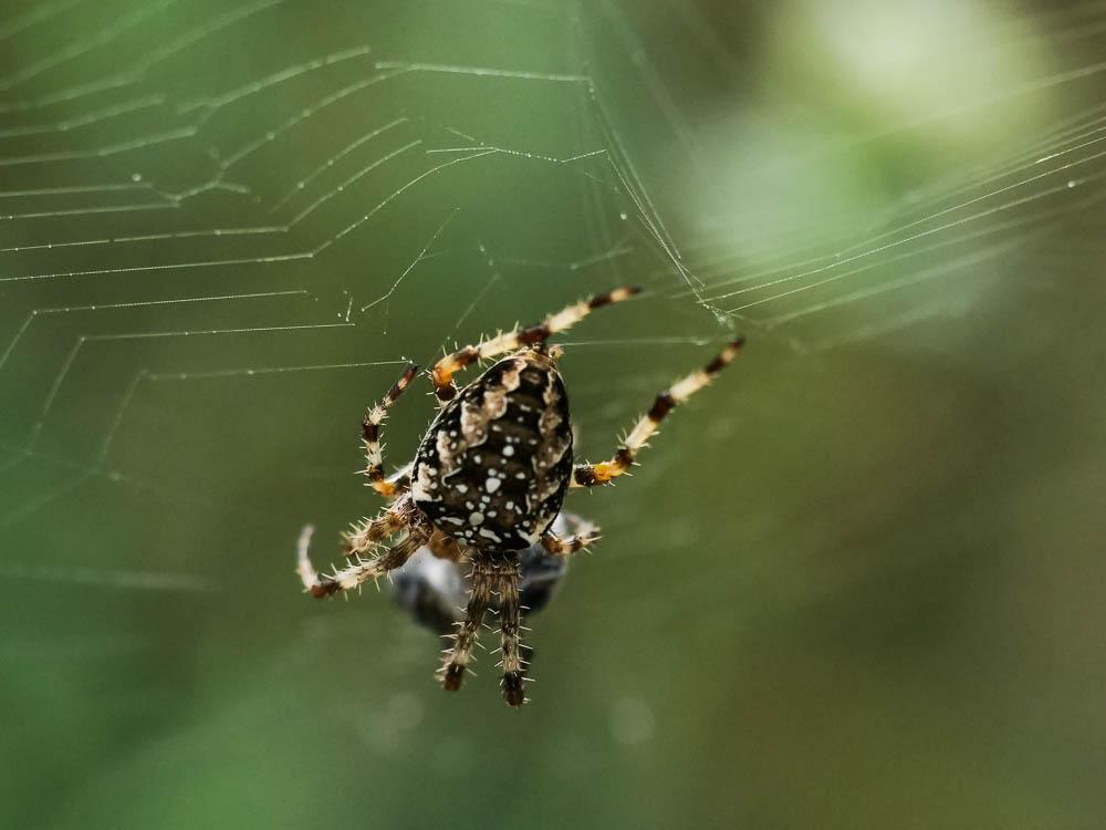 Épeire diadème Araneus diadematus Clerck, 1758