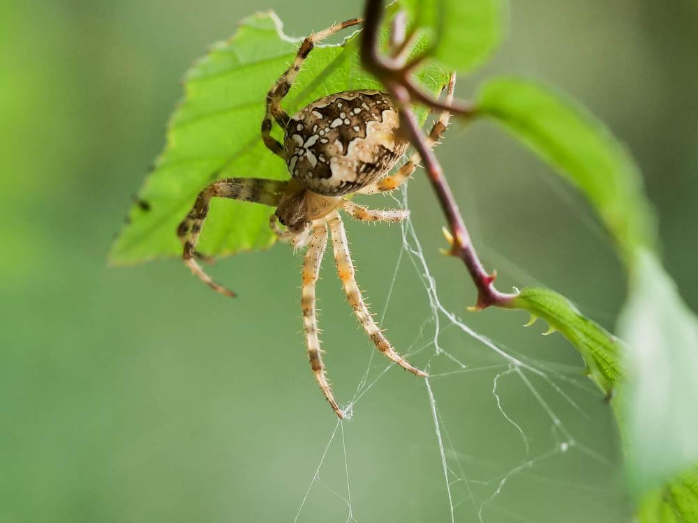 Le Épeire diadème Araneus diadematus Clerck, 1758