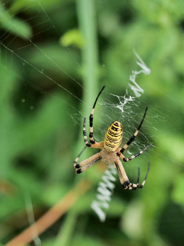 Épeire frelon Argiope bruennichi (Scopoli, 1772)