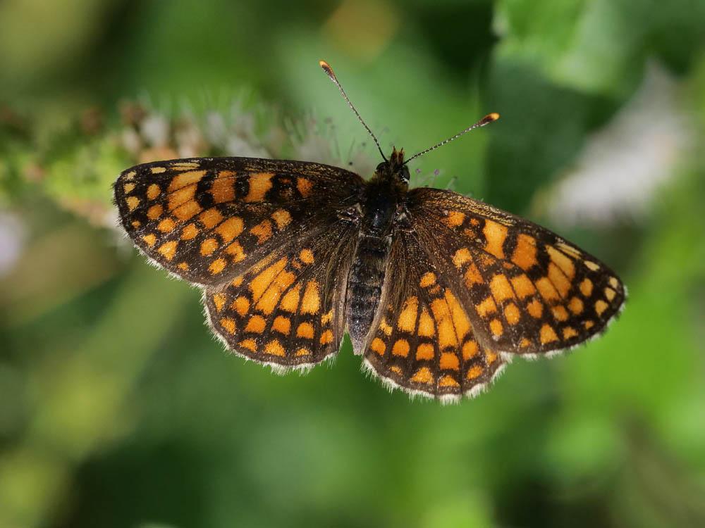 Mélitée du Mélampyre (La), Damier Athalie (Le) Melitaea athalia (Rottemburg, 1775)