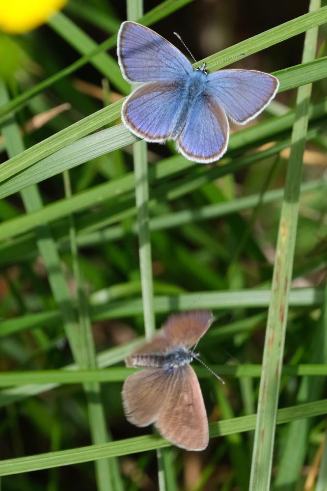 Le Azuré des Anthyllides (L'), Demi-Argus (Le), Argus Cyaniris semiargus (Rottemburg, 1775)