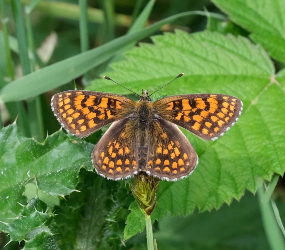 Le Mélitée de Fruhstorfer (La) Melitaea nevadensis Oberthür, 1904