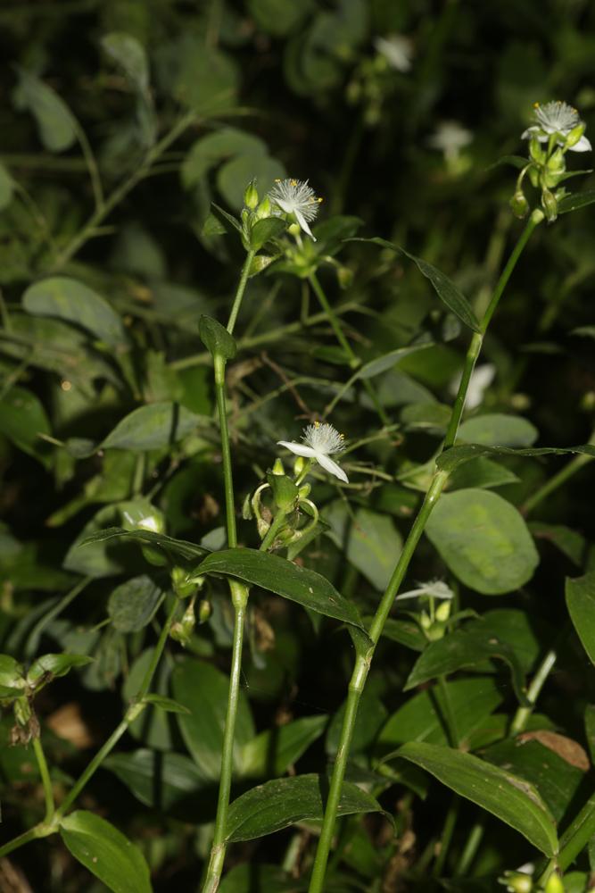 Le Éphémère de Rio Tradescantia fluminensis Vell., 1829