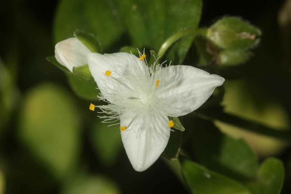 Éphémère de Rio Tradescantia fluminensis Vell., 1829