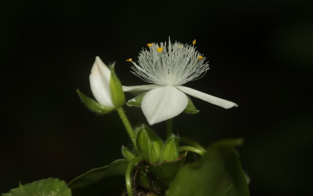 Éphémère de Rio Tradescantia fluminensis Vell., 1829