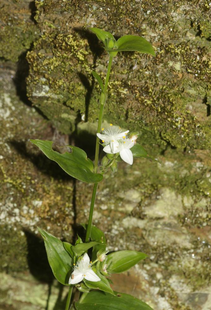 Éphémère de Rio Tradescantia fluminensis Vell., 1829