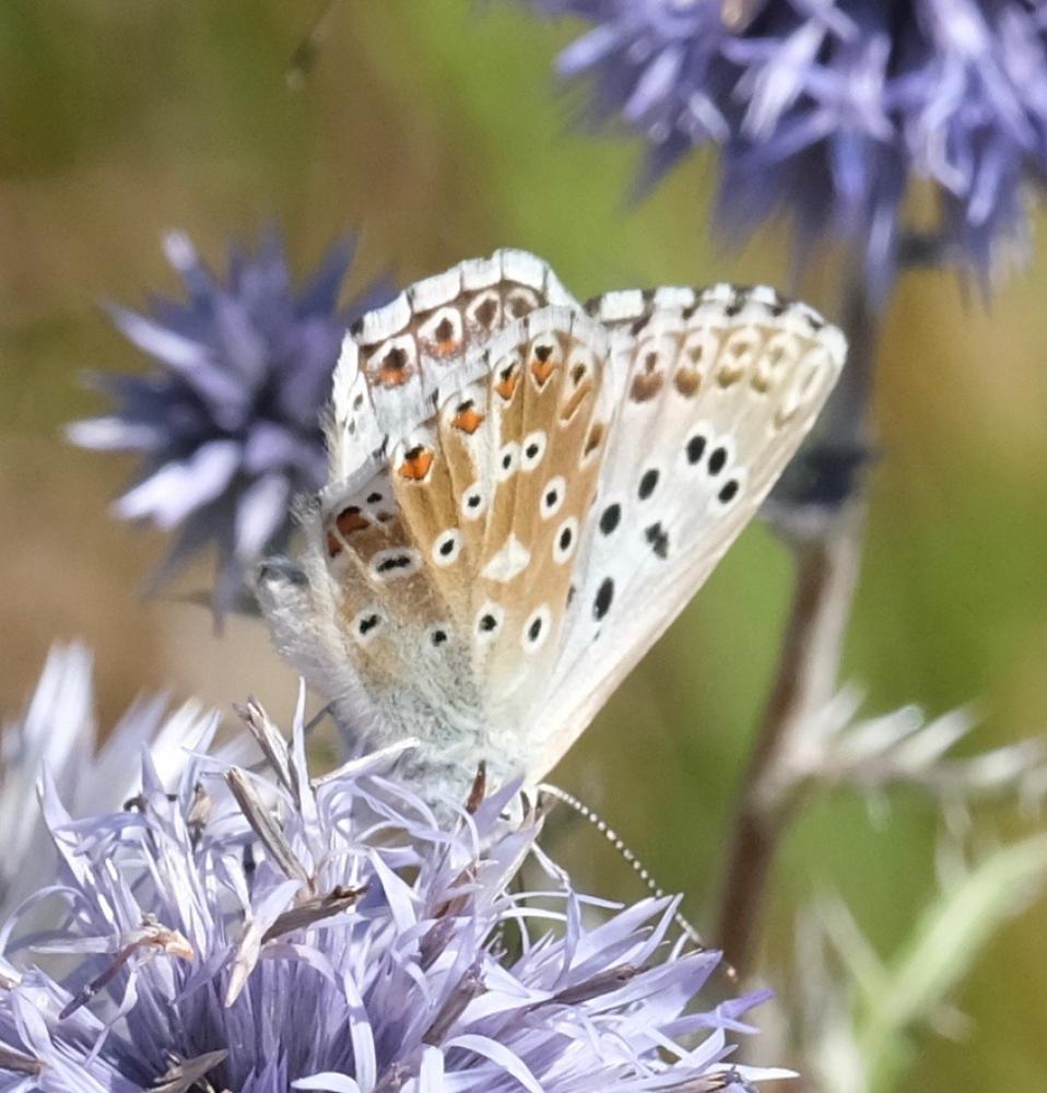 Le Bleu-nacré d'Espagne (Le) Lysandra hispana (Herrich-Schäffer, 1852)