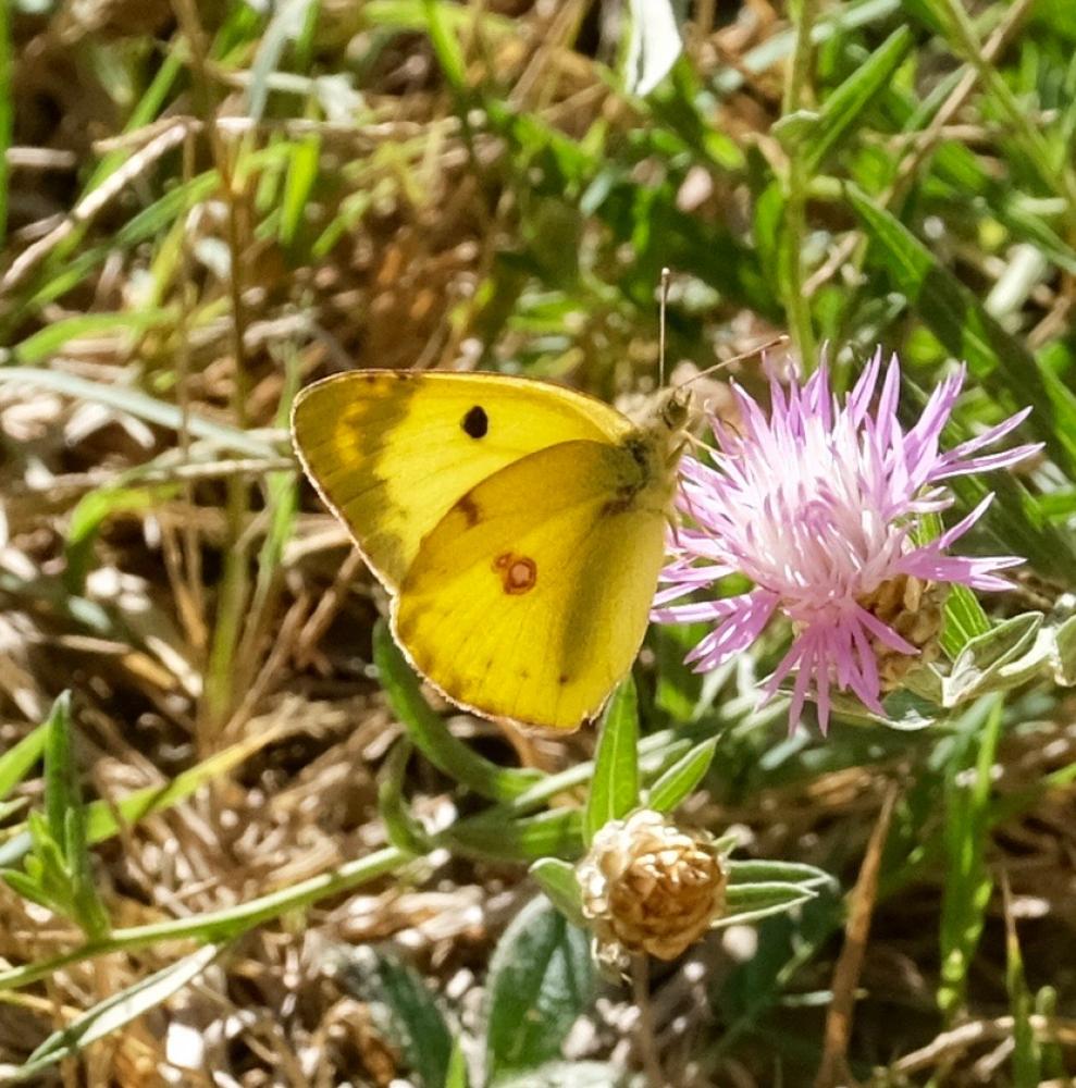 Le Fluoré (Le) Colias alfacariensis Ribbe, 1905