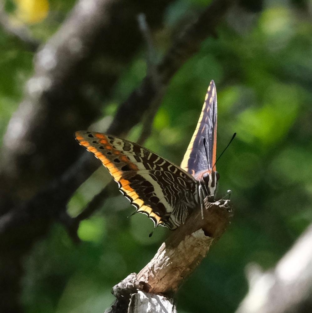 Nymphale de l'Arbousier (La), Jason (Le), Pacha à  Charaxes jasius (Linnaeus, 1767)