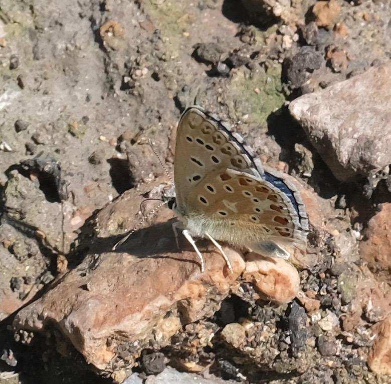 Le Azuré bleu-céleste (L'), Bel-Argus (Le), Argus ble Lysandra bellargus (Rottemburg, 1775)