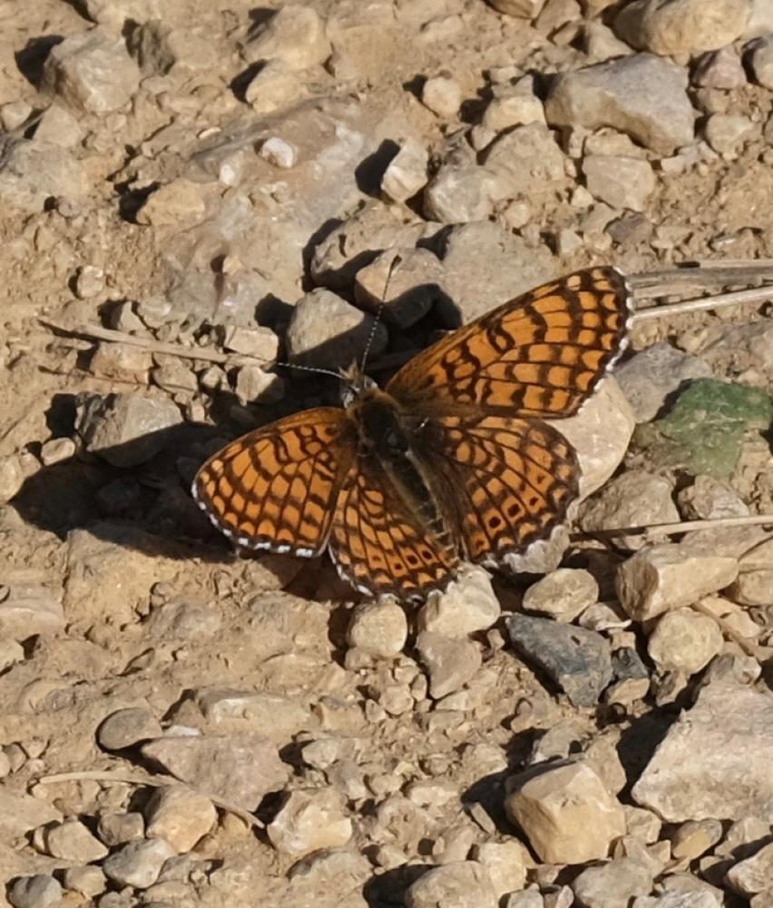 Mélitée du Plantain (La), Déesse à ceinturons (La) Melitaea cinxia (Linnaeus, 1758)