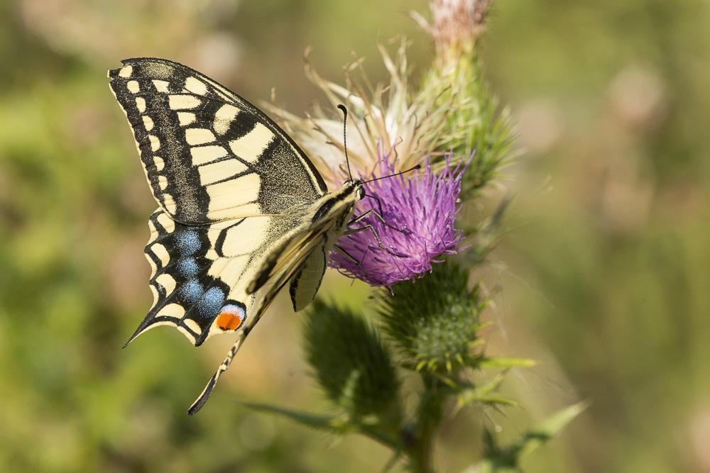 Machaon (Le), Grand Porte-Queue (Le) Papilio machaon Linnaeus, 1758