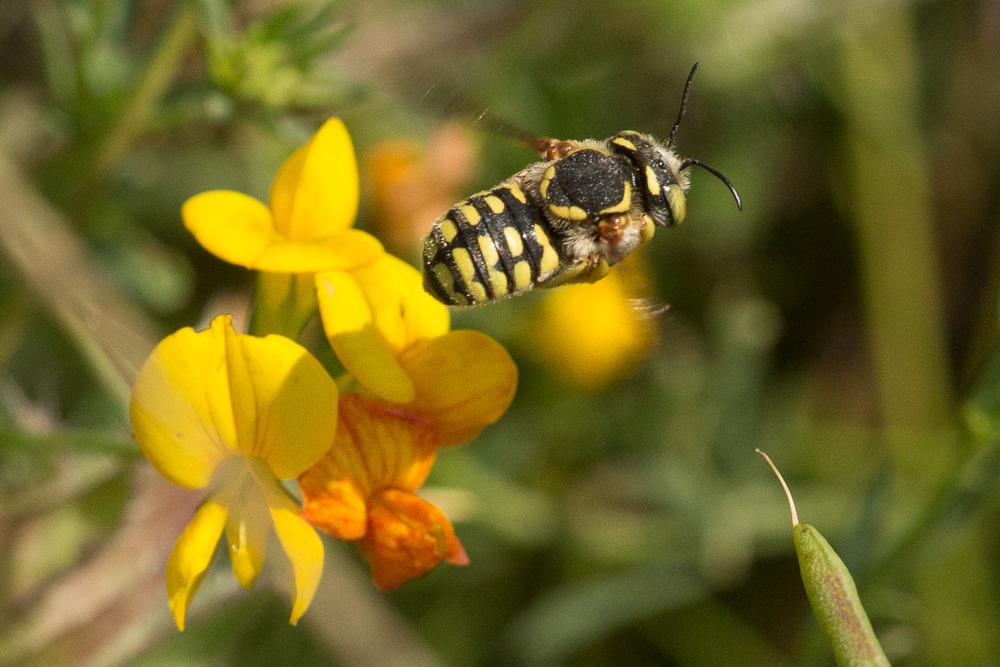 Le  Anthidium loti Perris, 1852