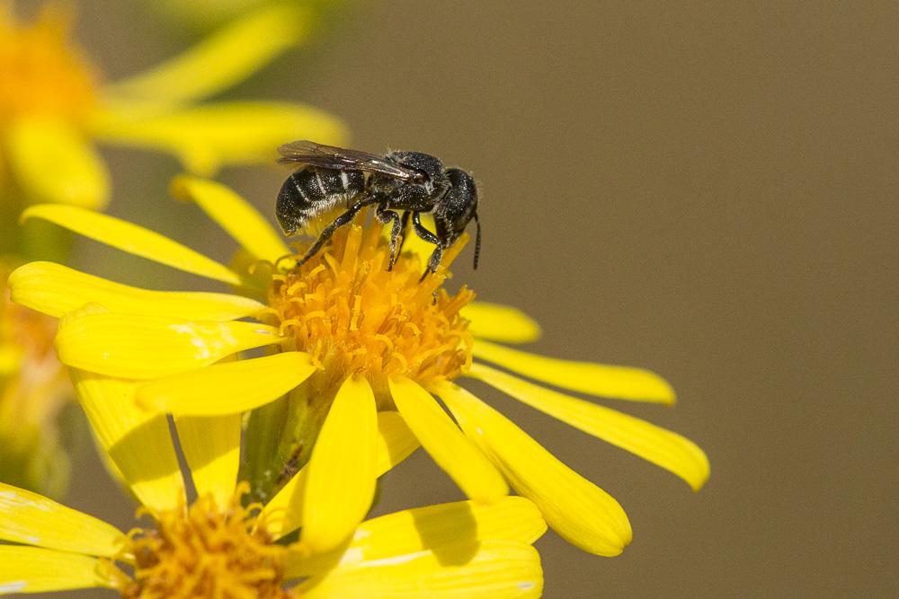 Le  Heriades crenulata Nylander, 1856