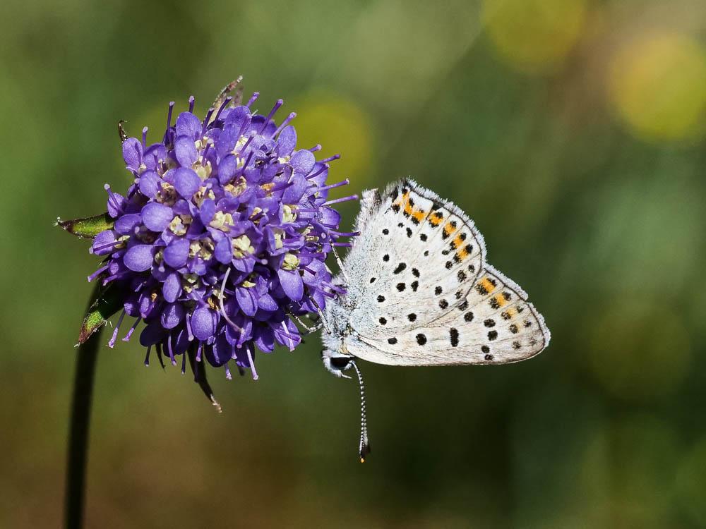 Le Cuivré fuligineux (Le), Argus myope (L'), Polyomma Lycaena tityrus (Poda, 1761)