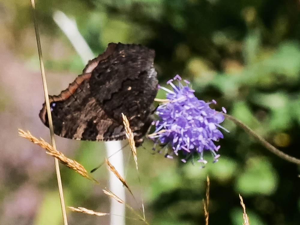 Paon-du-jour (Le), Paon de jour (Le), Oeil -de-Pao Aglais io (Linnaeus, 1758)