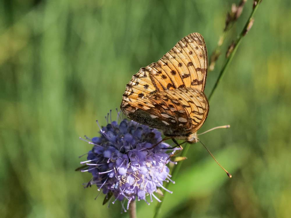 Grand Nacré (Le), Aglaé (L'), Moyen-Nacré (Le) Speyeria aglaja (Linnaeus, 1758)