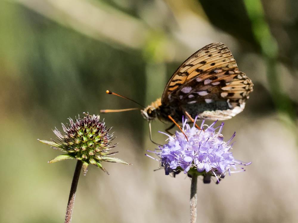 Grand Nacré (Le), Aglaé (L'), Moyen-Nacré (Le) Speyeria aglaja (Linnaeus, 1758)