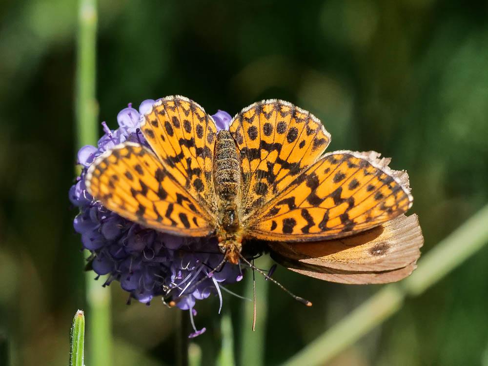 Petite Violette (La), Nacré violet (Le) Boloria dia (Linnaeus, 1767)