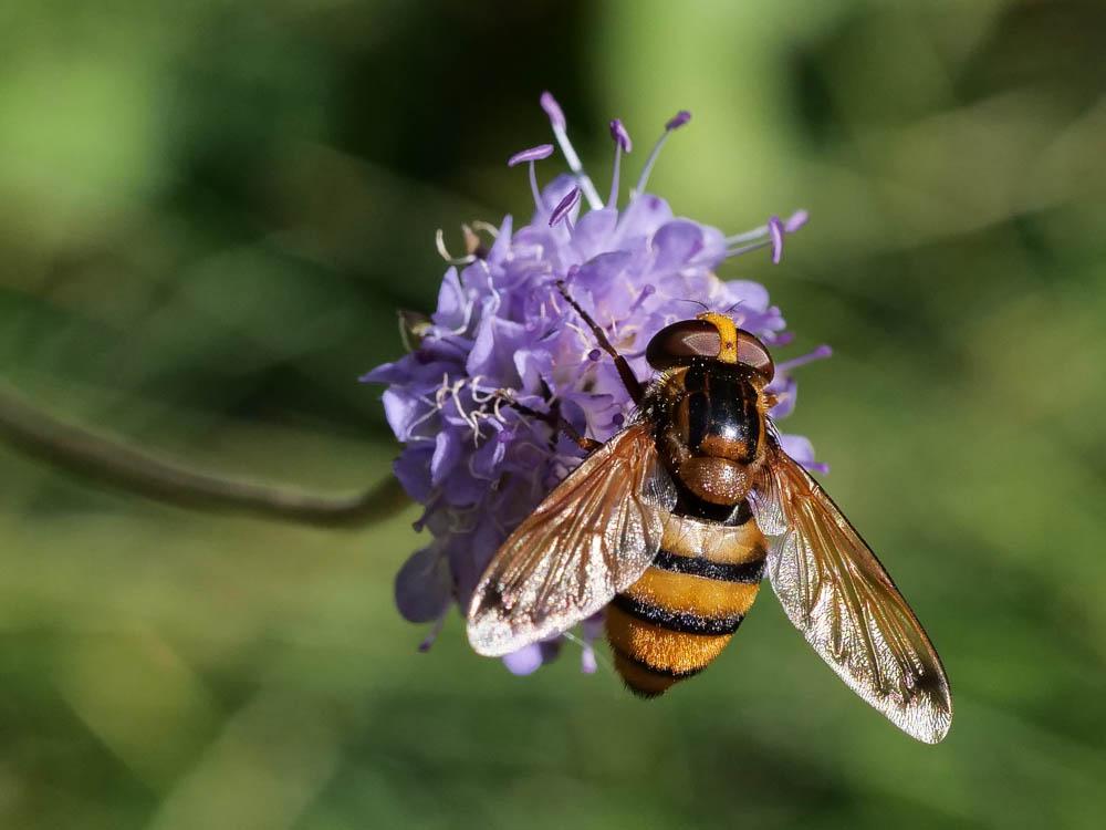  Volucella inanis (Linnaeus, 1758)