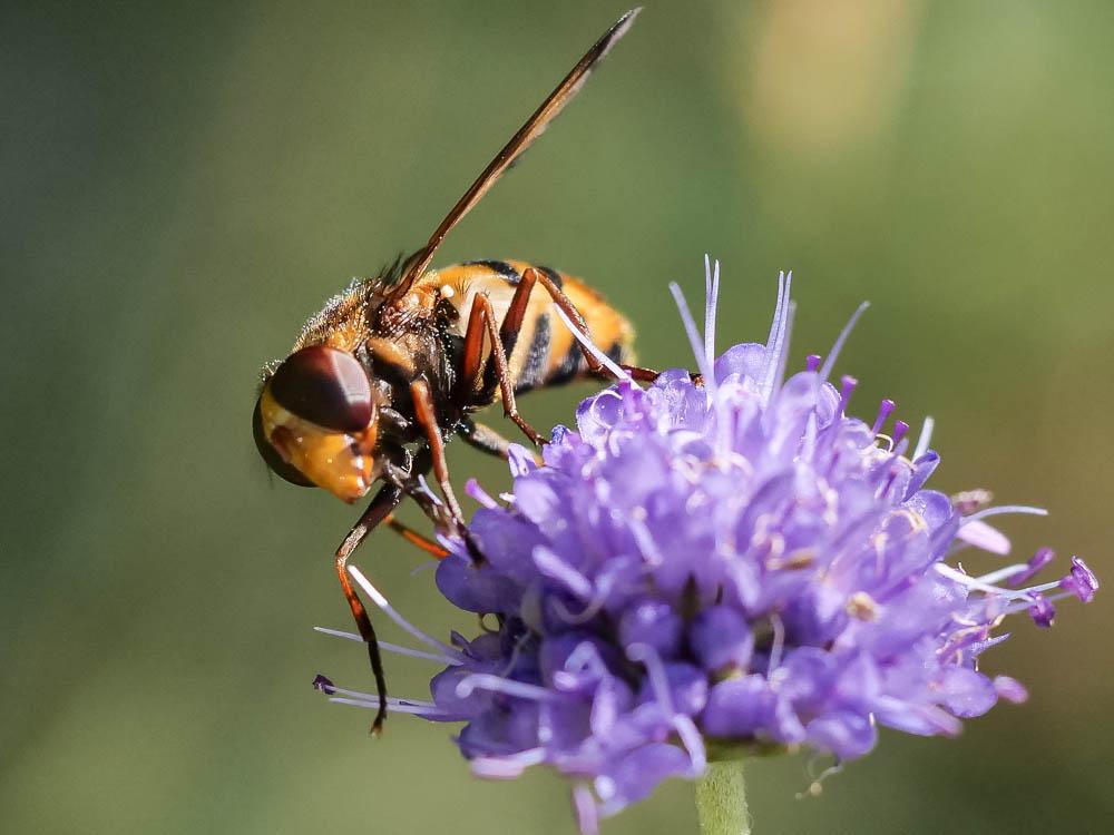  Volucella inanis (Linnaeus, 1758)