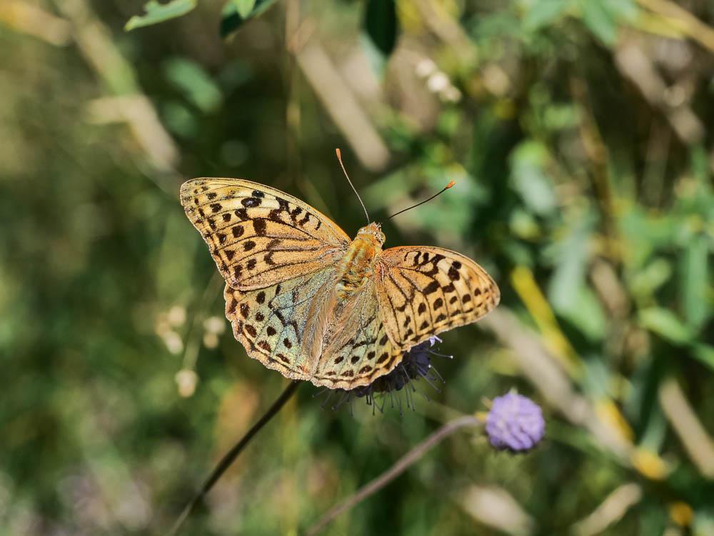 Cardinal (Le), Pandora (Le), Nacré turquoise (Le) Argynnis pandora (Denis & Schiffermüller, 1775)