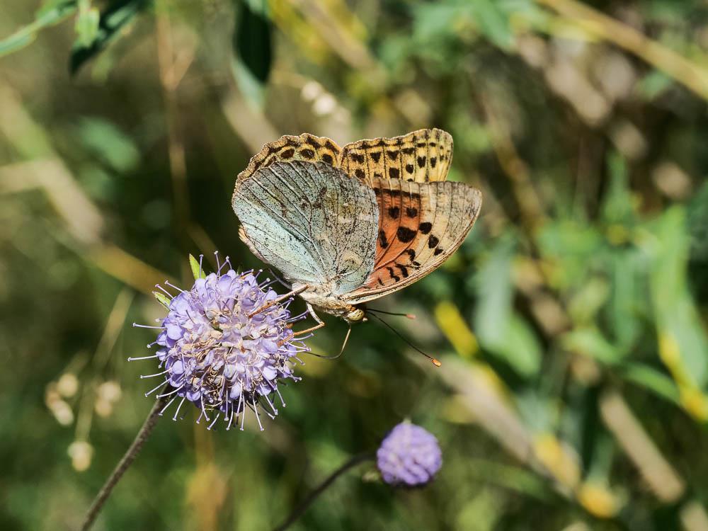 Cardinal (Le), Pandora (Le), Nacré turquoise (Le) Argynnis pandora (Denis & Schiffermüller, 1775)