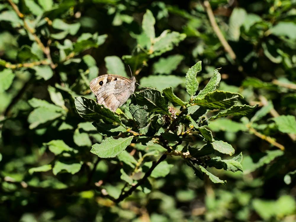 Le Hermite (L'), Ermite (L') Chazara briseis (Linnaeus, 1764)