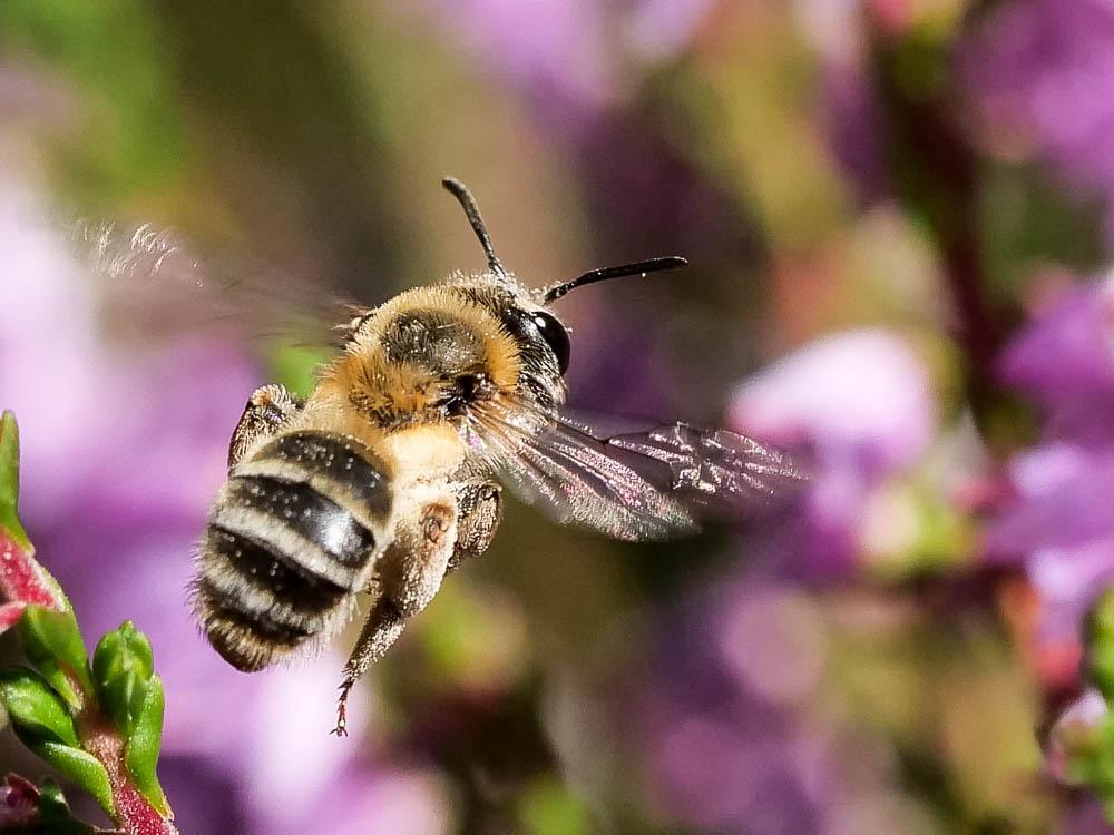 Le  Andrena fuscipes (Kirby, 1802)