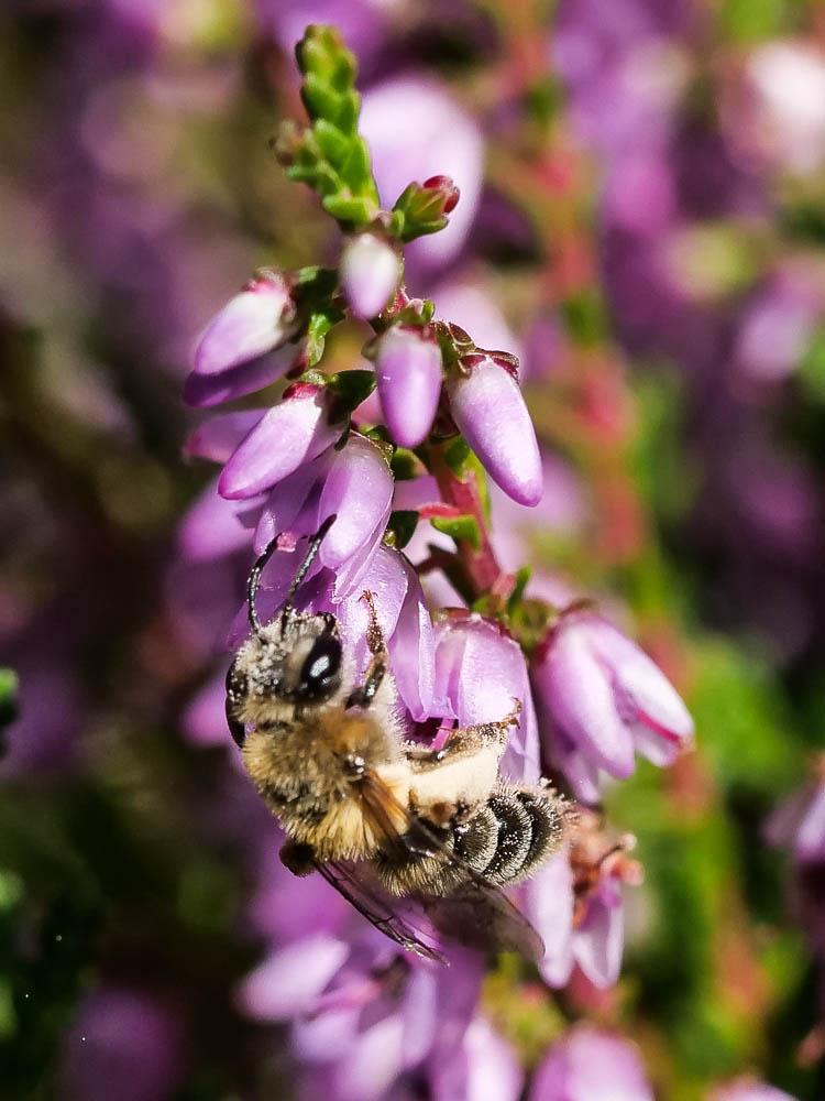 Le  Andrena fuscipes (Kirby, 1802)