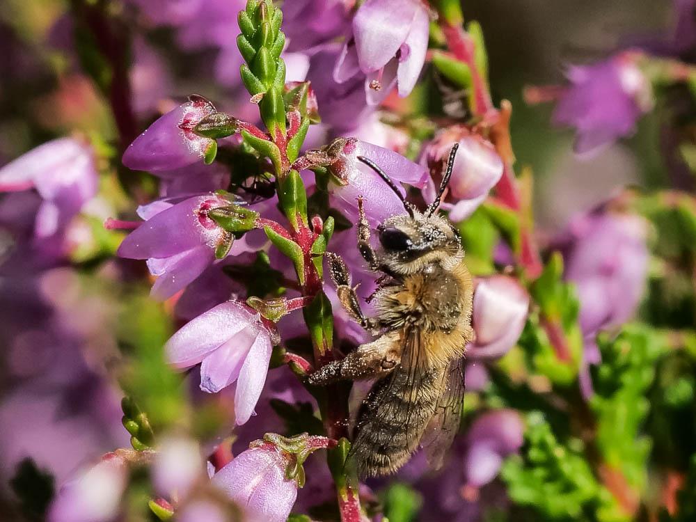 Le  Andrena fuscipes (Kirby, 1802)