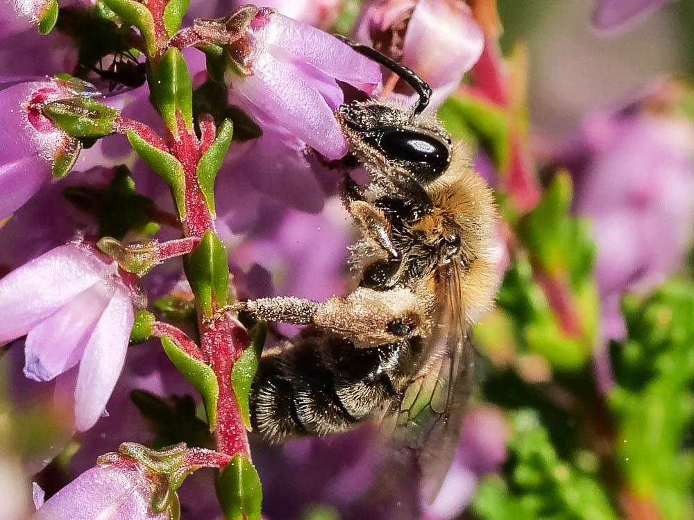 Le  Andrena fuscipes (Kirby, 1802)