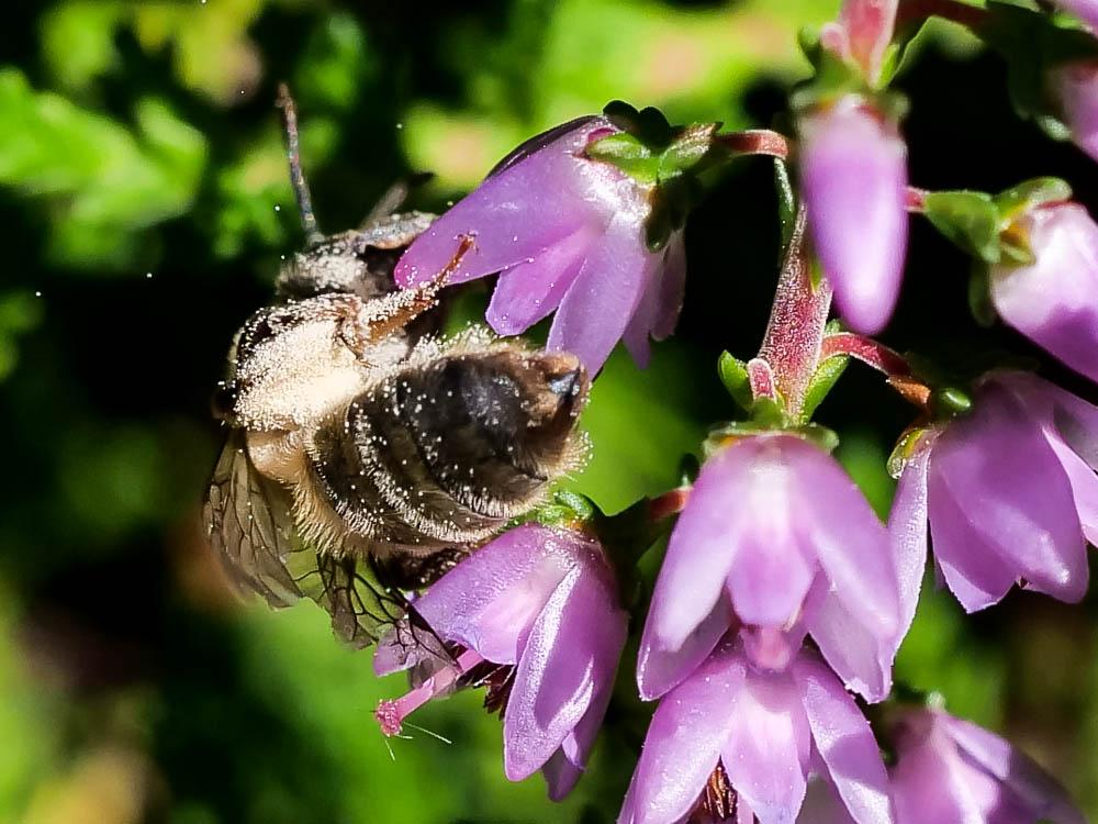 Le  Andrena fuscipes (Kirby, 1802)