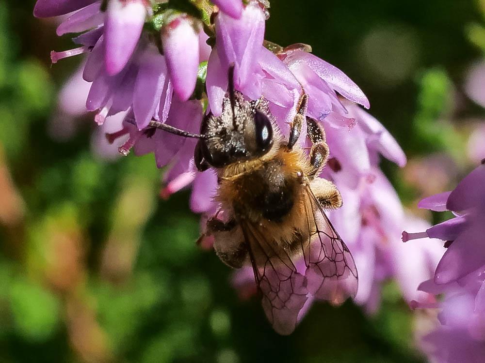 Le  Andrena fuscipes (Kirby, 1802)