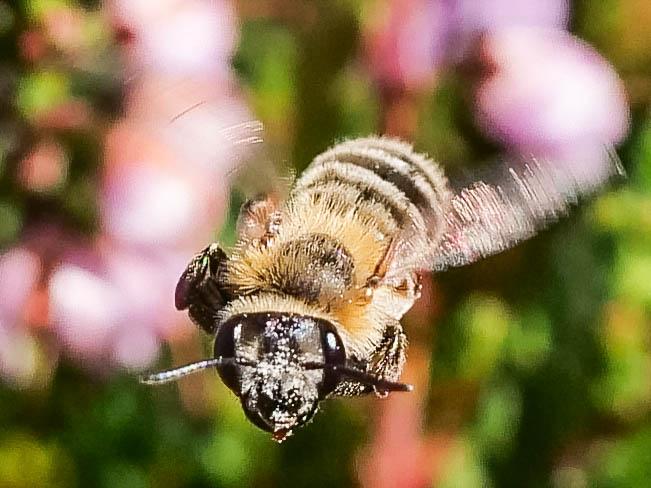 Le  Andrena fuscipes (Kirby, 1802)