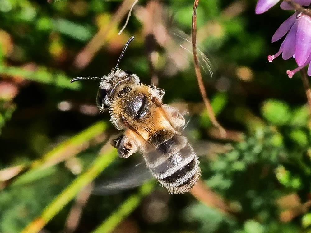 Le  Andrena fuscipes (Kirby, 1802)