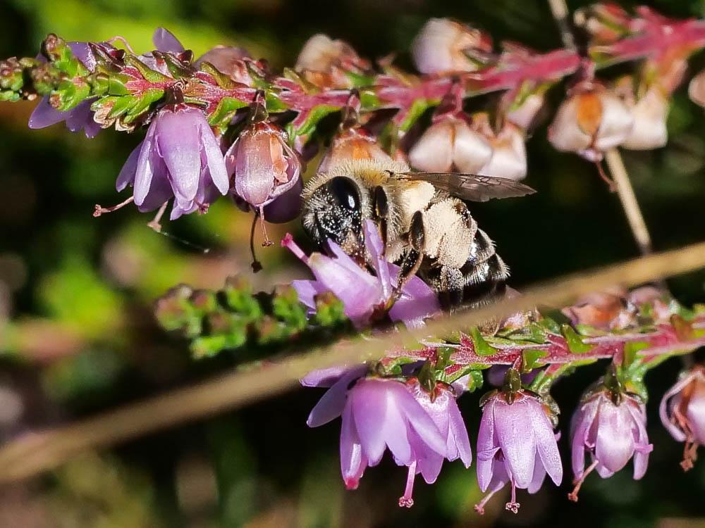 Le  Amblyjoppa fuscipennis (Wesmael, 1845)