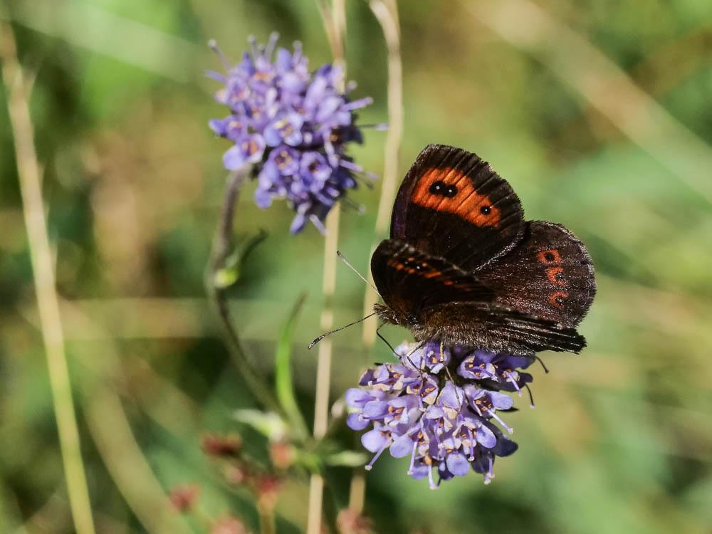 Moiré automnal (Le) Erebia neoridas (Boisduval, 1828)